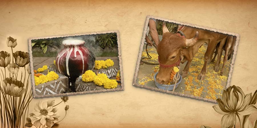 Ugadi celebration with traditional pot and cow adorned with flowers.